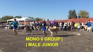 MONO 5 GROUP 24.09.2017 | MALE | AKITA DOG SHOW BELARUS MINSK | АКИТА ВЫСТАВКА СОБАК БЕЛАРУСЬ МИНСК