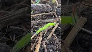 Cool caterpillar with horns