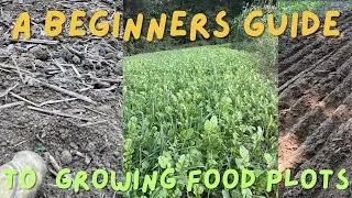 A Beginner's Guide For Growing Food Plots | Growing Fall Food Plots For Beginners