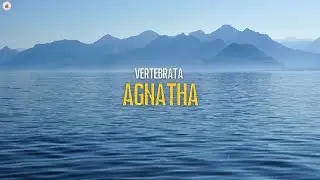 Mengenal Vertebrata: Agnatha (Ikan Purba Tanpa Rahang)