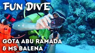 🤿 Развлекательное погружение на Gota Abu Ramada и MS Balena