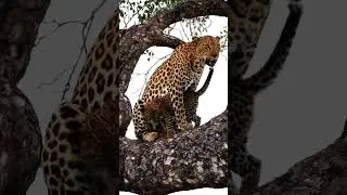 Amazing Little Leopard Cubs (Best Tree Climber) Funny and Cute Animal Cubs