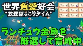 世界魚愛好会 Tiny Aquarium ランチュウ金魚の交配 途中経過
