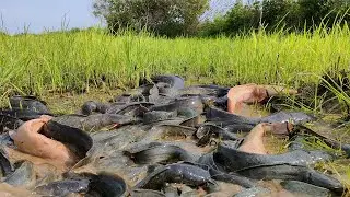 Wow amazing fishing! a fisherman catch strange fish a lot in little water, catch by skill hand