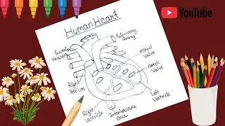 How to draw human heart diagram easily/ Human heart diagram drawing step by step 