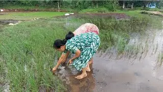 आज गेलो शेतावर बेनायला (गवत काढायला) Shetavar Benayla(grass Harvest) #alibaug #sheti