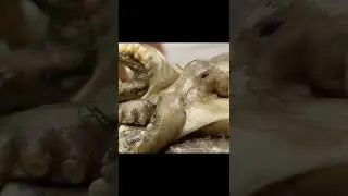Stop Motion ASMR Mukbang | Krake pollicipes unter uns Primitive kochen rezepte 1