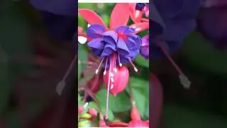 Укоренение фуксии на воде #фуксия #черенкование