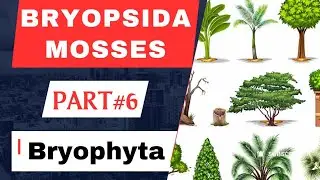 Bryophyta part#6// Class- Bryopsida// The Mosses