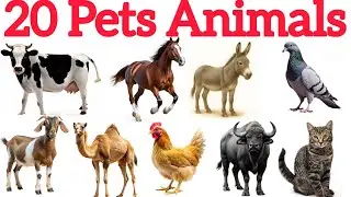 पालतू जानवरों के नाम सीखे|Pets Animals in english for kids vocabulary learning preschool 