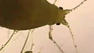 Pulg&oacute;n Acyrthosiphon pisum de 3mm