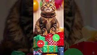 Discover the Purrfect Love Waiting for You!#cat #shorts