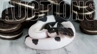 AMAZING Ball Python Auctions Going On THIS Weekend!
