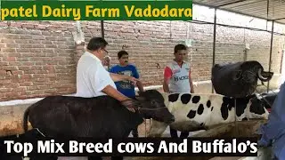 patel dairy farm vadodara  पटेल डेयरी फार्म वडोदरा डेयरी का पूर्ण कवरेज