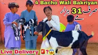 Sindh Hotel Bakra Mandi ❤️Se Bhe Sasti Bakra Mandi Amir Goat Farm | Bacho wali Bakriyan Goat Farming