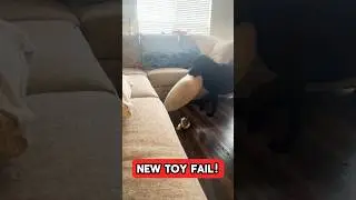 You Have To See This HILARIOUS Dog Toy Failure