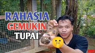 5 Makanan Ampuh Bikin Tupai Kelapa Cepat Gemuk dan Sehat! + cara pemberiannya biar hasil maksimal!