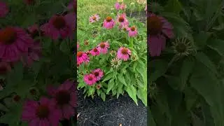 Gardening Brings Joy! #flowers #garden