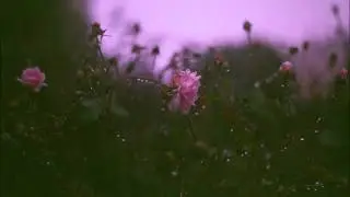 The Landwash Of Eternal Tranquility ~ The One And Only Flower Rain