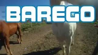 Barego
