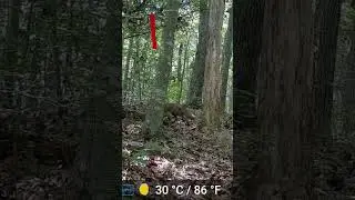 Fox trail cam capture x2! #shorts #nature #animalsounds #trailcam #fox