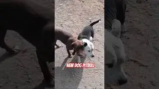 dog farm Sahota new DOG #shorts#dog#pitbull #dogfarm #bullydog