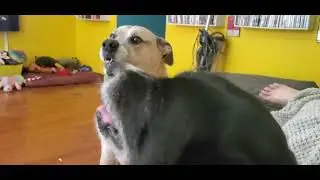 bark off contest