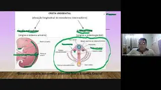 Embriologia do Sistema Urogenital