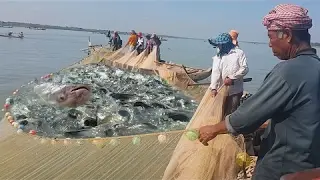 Wow! Amazing Cambodian People Catching Fish By Using The Net, Net Fishing In Mekong River