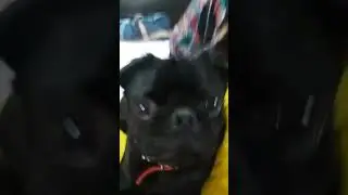 Chipi chipi #cuteanimal #pug #petjoy #pets #dogjoy #funny #doglover #jojotheboxer #cute #joyfulpets