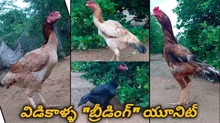 విడికాళ్ళ 