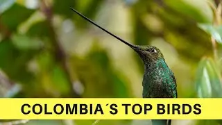 Colombia: Top 10 Birds 🎥   Birdwatching & Birding | Episode 2