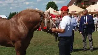 WYSTAWA KONI ZIMNOKRWISTYCH / TUCZNA 2018 - Prezentacja Ogierów Sokólskich
