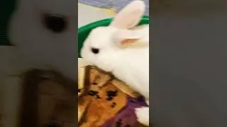 how to potty train your rabbit 🤣