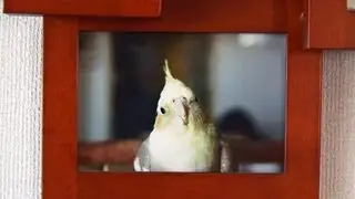 オカメインコがいる日常 - Every day with Cockatiel (SONY NEX-VG20)