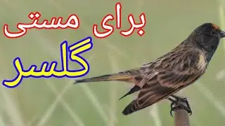Gulsar singing || Red fronted serin bird powerful motivational song || صدای گلبسر مست برای مستی