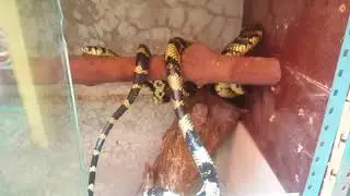 Spilotes pullatus. Tigra cazadora