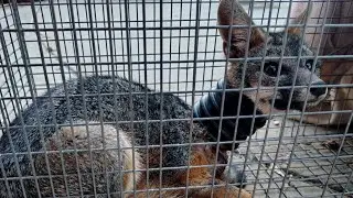 California Neighborhood Rescues Fox With Pipe Stuck Around Neck