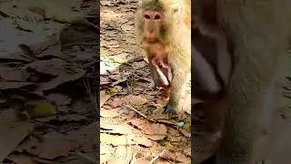 The most adorable monkey action 2024, Newborn baby monkey is hilarious.