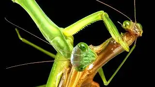 Most Bizarre Deaths in Animal Kingdom