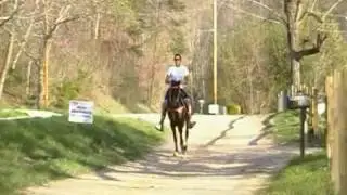 SINGLEFOOTING STALLION  DR. EVIL