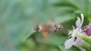 Insetto Colibr&igrave; - Sfinge del Galio - Macroglossum stellatarum 2