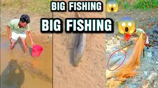 😱 UNBELIEVABLE BIG FISHING! Caught a GIANT MONSTER Fish With a Net in Muddy Water!