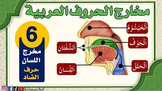 Tajweed: Articulation points of letters (tongue) - The letter Dhaad