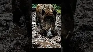 Wild Boar Fights Through Mud to Save Its Friend | Real Animal Hero Moment! #animals #rescue