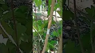 A262 Best method of breeding guava by cucumber fruit #grafting #fruit #plant #shorts #easy #YouTube