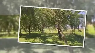 Z cyklu Klimaty Podlasia na naszym Agro   Koszenie Sadu