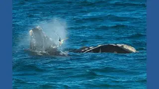 Protections for North Atlantic right whales are working but more needed