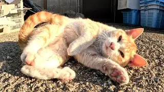 Котенок бегал у моих ног и мешал мне вернуться домой.
