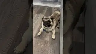 What are you looking at #pug #pugsofyoutube